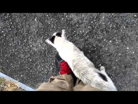 【猫編】　すり寄ってくるノラ猫