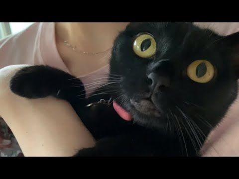 赤ちゃんみたいな猫に癒される！黒猫ボンベイBlack bombay cat