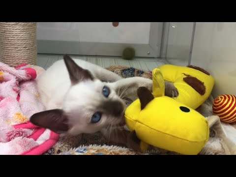 夢中で遊ぶトンキニーズの子猫が可愛すぎた#子猫 #ペットショップ