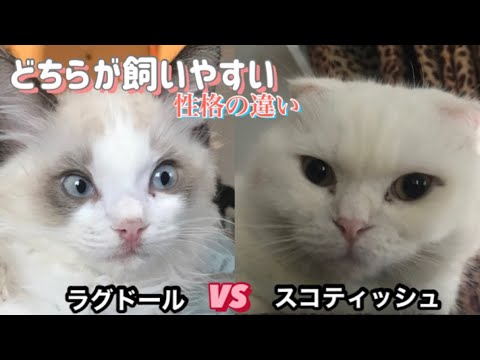 No.0270 【ラグドールvsスコティッシュ】どちらが飼いやすい　性格の違い