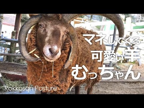 マネして遊ぶかしこい羊むっちゃん【六甲山牧場】羊さんってこんなにお利口❤４本角の羊マンクスロフタンむっちゃん