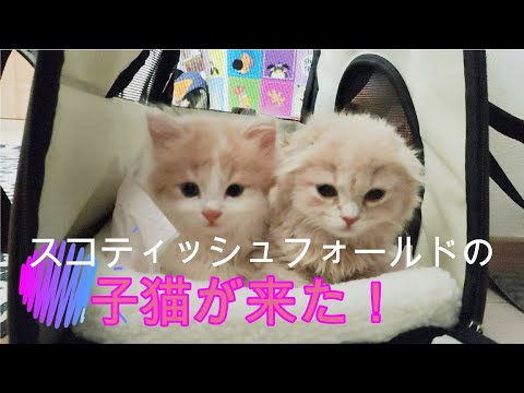 はじめましてスコティッシュフォールドの子猫たちです