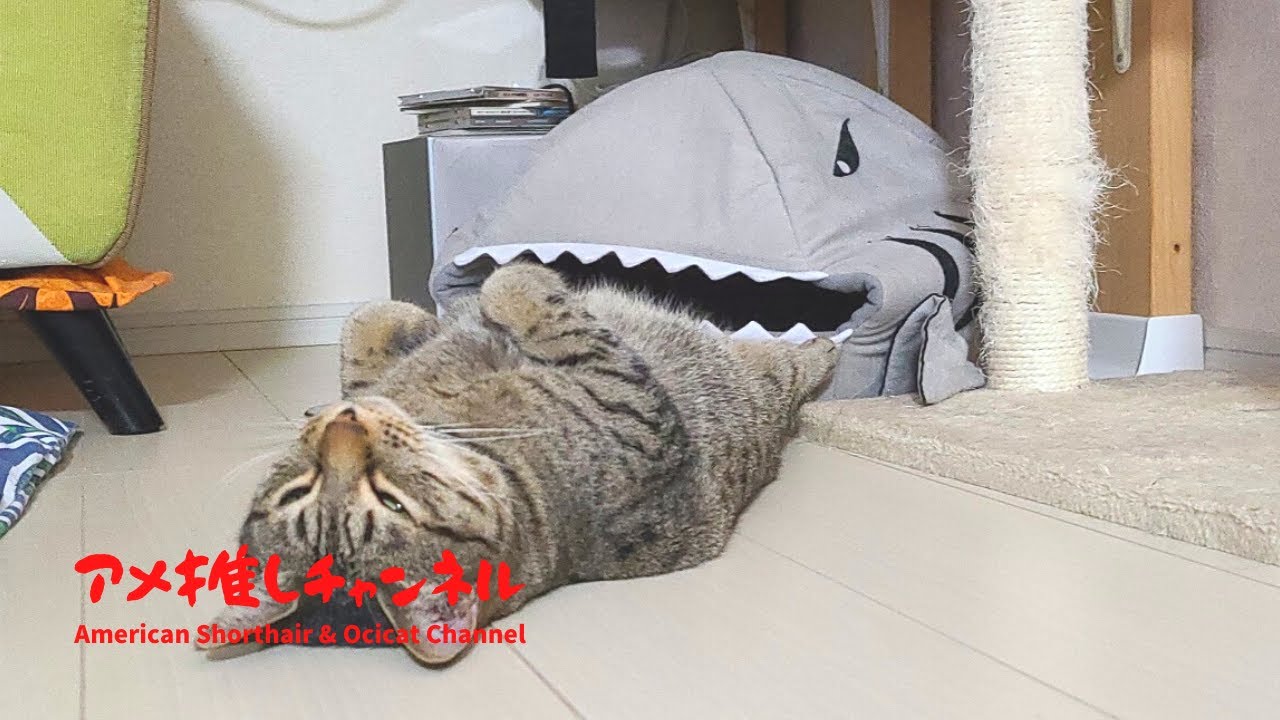 オシキャットのカラちゃん、サメに食べられる悪夢 #shorts