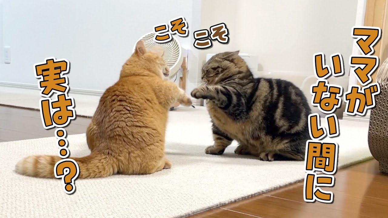 ママがお風呂中に愛猫ふたりで毎日していることがあるようです…