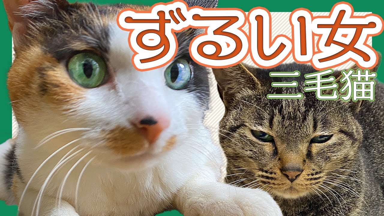 ずるい女、三毛猫/キジトラ猫と三毛猫/日本猫