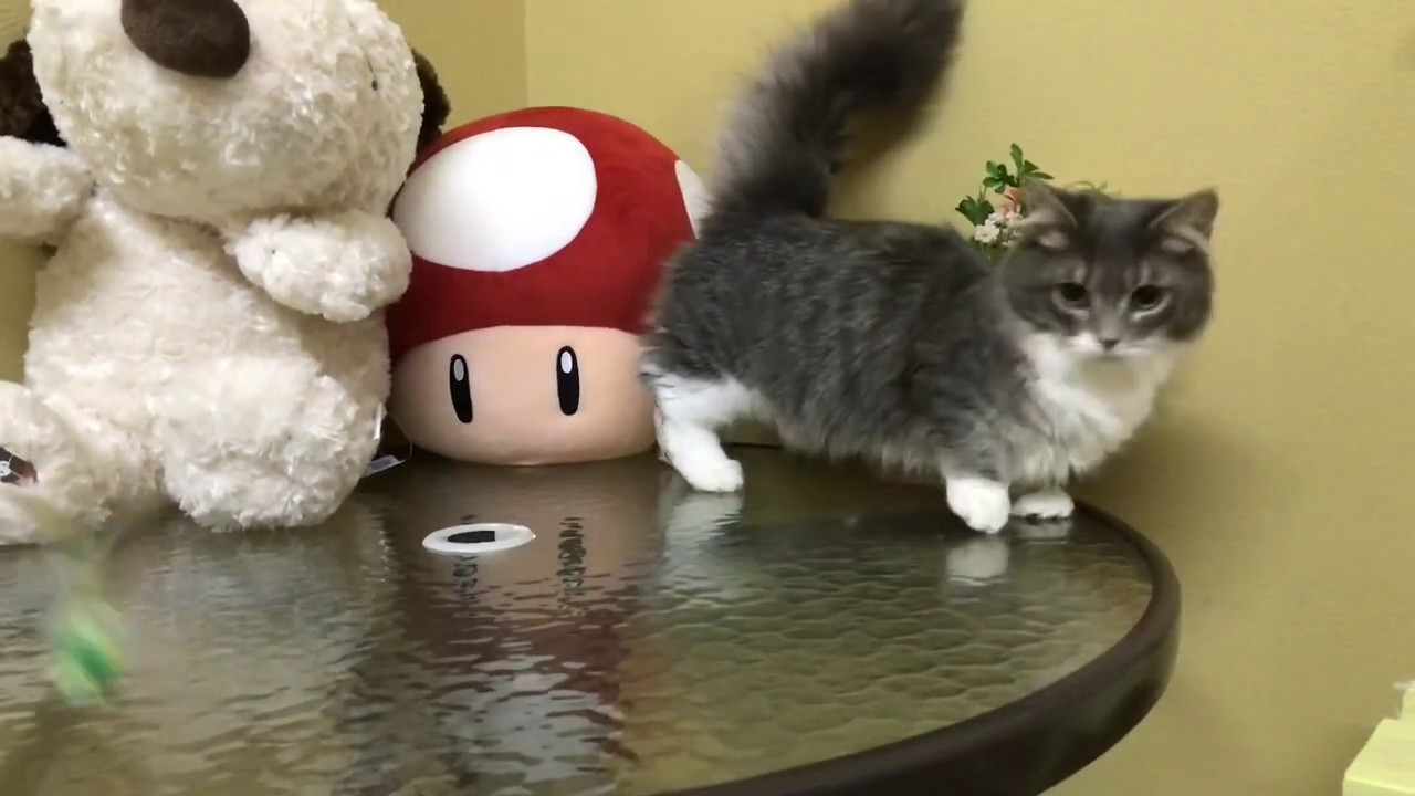 【ナナハチ’s ROOM】極短マンチカンロングヘア☆ブルータビー＆ホワイトの男の子 20191206 神メソッド