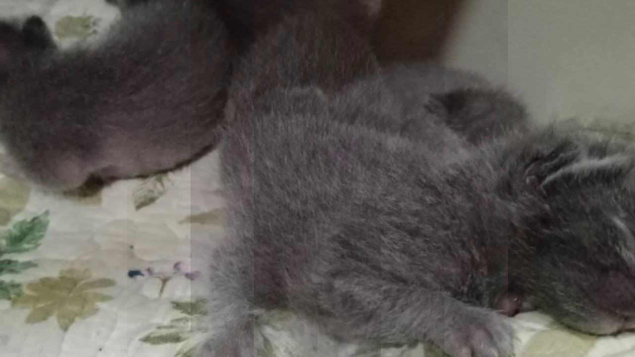 แมวโคราชสายพันธุ์แท้