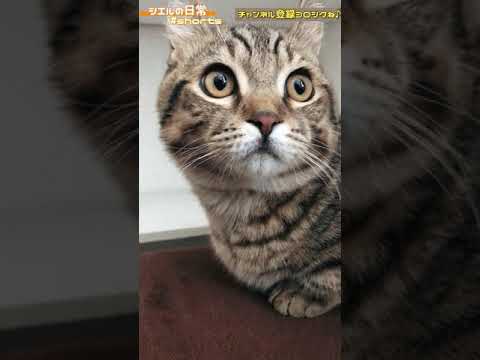 早く遊べと言いたげなシエル君　/キンカロー　マンチカン×アメリカンカール　#Shorts