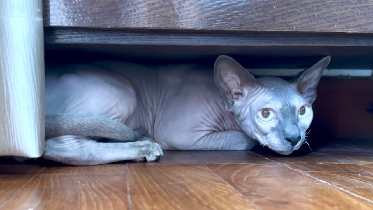 怯えて隠れる猫、その理由とは？【スフィンクス猫】
