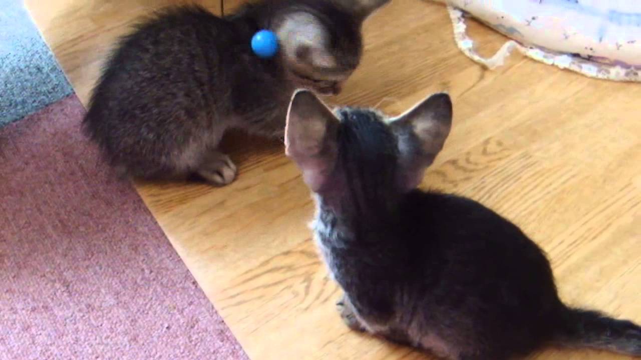 子猫の兄弟　お外でお遊び中