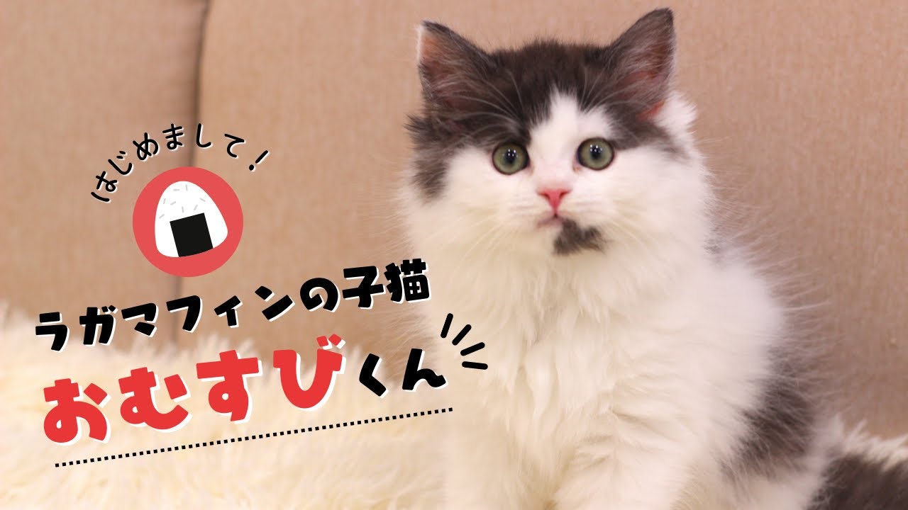 【子猫】ラガマフィンのおむすびくんをお迎えしました【猫カフェデビューへの道＜おむすび編＞】