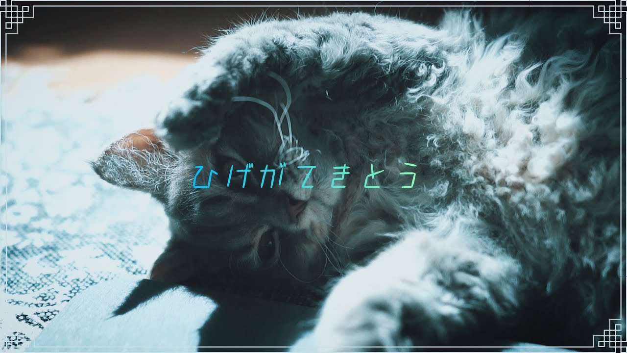 なんか髭が適当な猫がいる【セルカークレックス 】