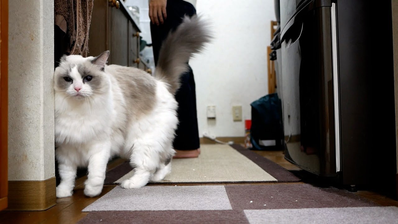 ラグドールと暮らしている独身男性、疲れすぎて放心状態…