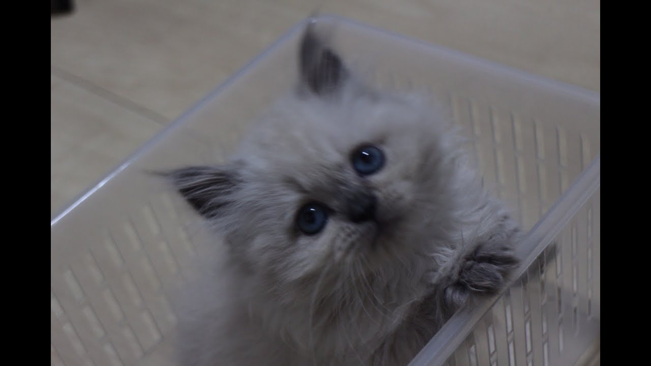 ヒマラヤンの子猫が我が家にやってきました( *´艸｀)