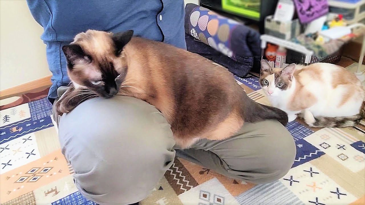 足から離れないシャム猫に「その体勢大変でしょ」って言ったら「大丈V」と更にしがみつかれた