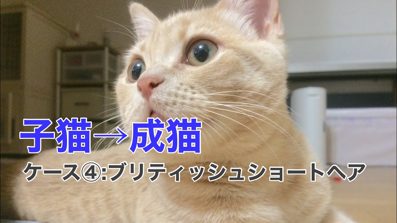【ブリティッシュショートヘアのちゃちゃ丸】子猫→成猫への成長記録ケース④ブリちゃん