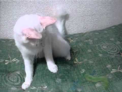 ホワイトのターキッシュアンゴラちゃん（００４）