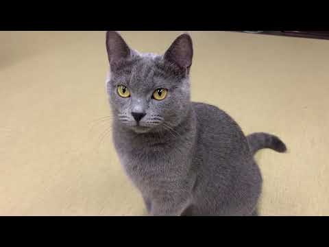 557975　シャルトリュー