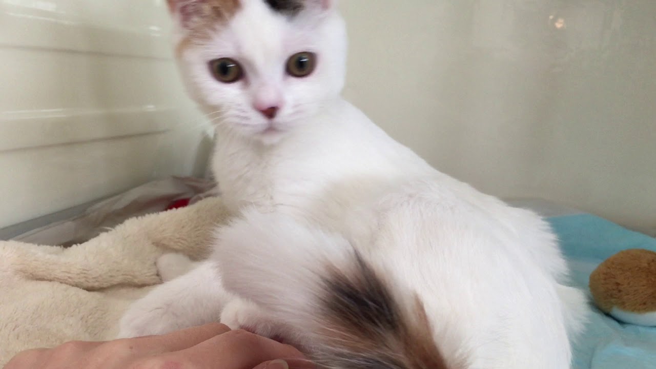 アメリカンカール×ブリティッシュ・ショートヘア　岩見沢店