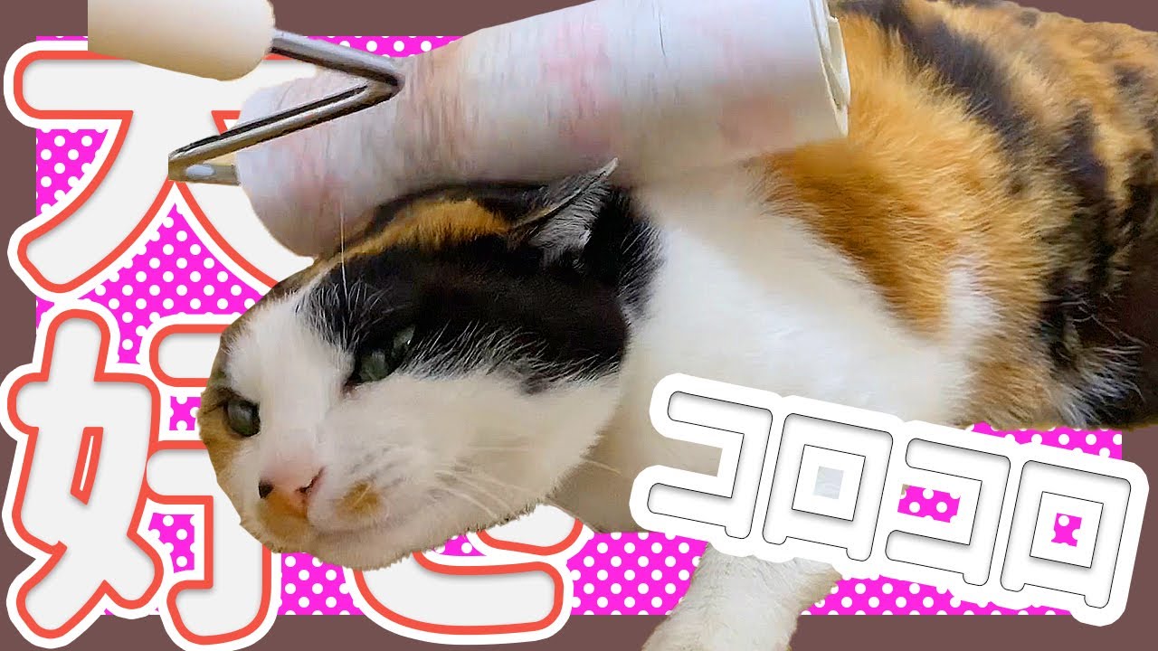 コロコロがたまらなく大好きな三毛猫/日本猫