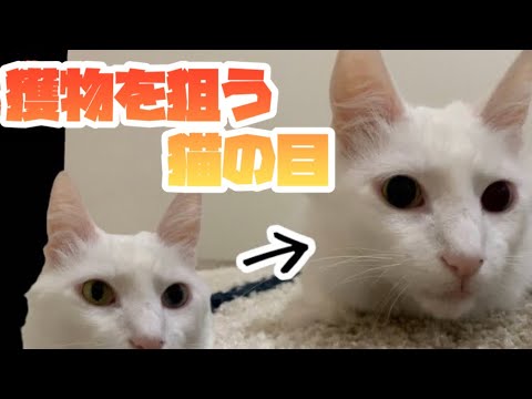 【猫の目】ターキッシュアンゴラの獲物を狙う目