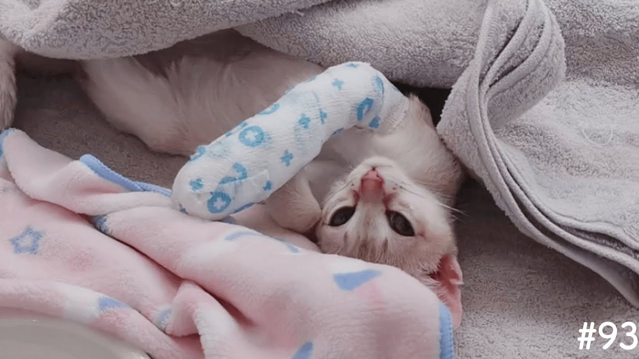 子猫がケガをしました【シンガプーラ】
