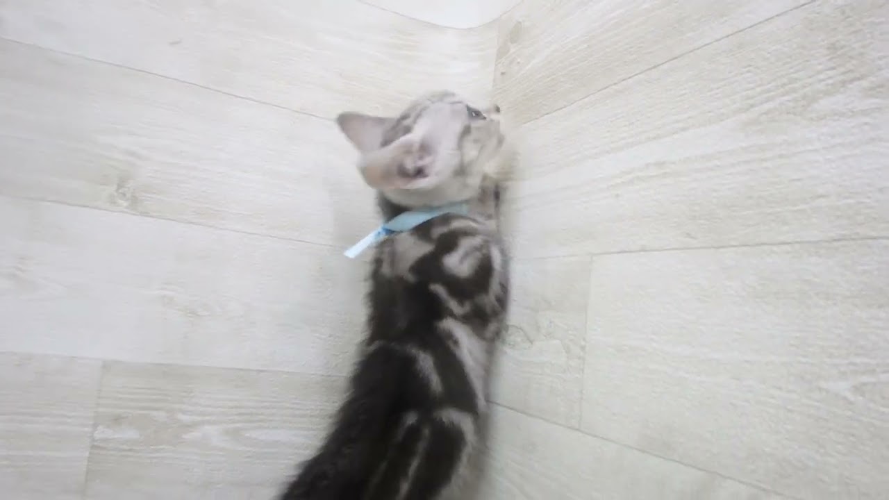 00606936 アメリカンショートヘアー