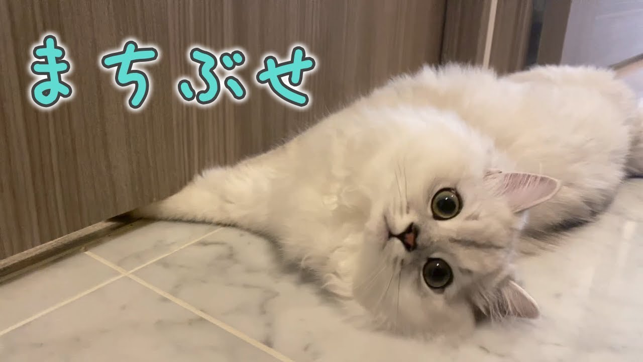 飼い主をストーカーする甘えん坊の猫！［ペルシャ猫］
