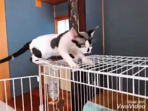 デボンレックス☆綱渡り