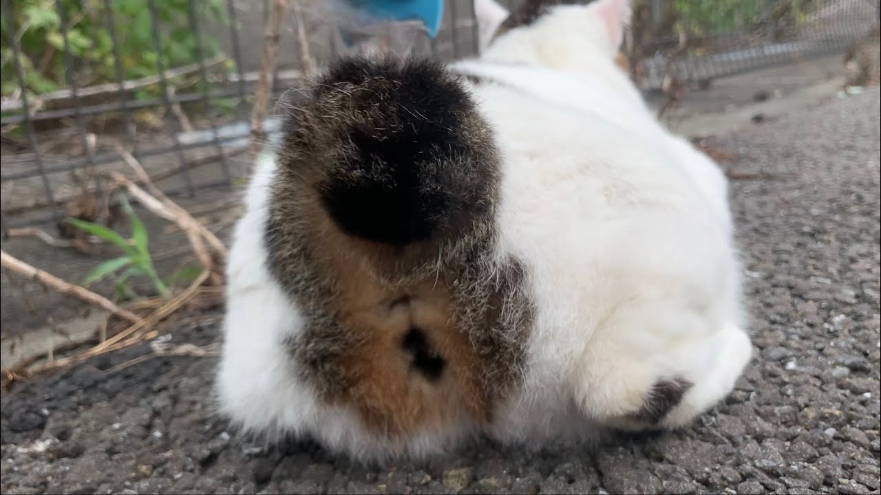 猫の短い尻尾がただフリフリしているだけの動画です笑　ジャパニーズボブテイル可愛い！！