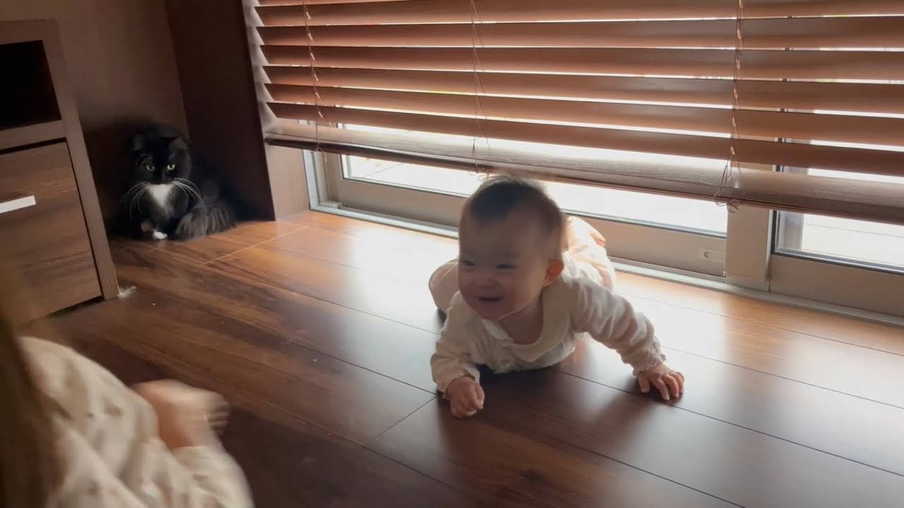 赤ちゃんから狙われる猫　ラガマフィン　A cat looking at a baby who has become like a dog