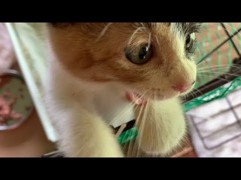 [保護子猫]保護して5日目に2回目の病院に行きました。。黒猫ボンベイBlack bombay cat