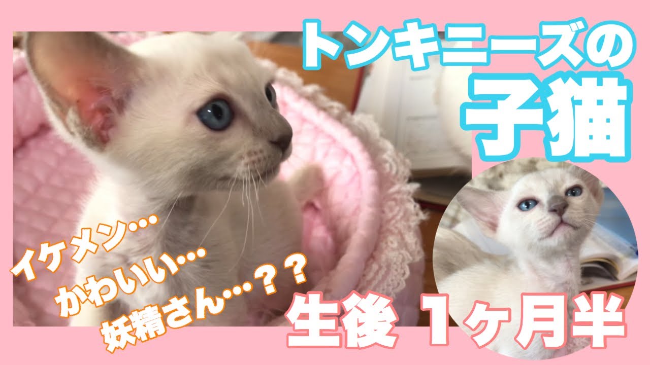 【子猫時代】トンキニーズをお迎えにブリーダーさんのお宅へ【1ヶ月半】