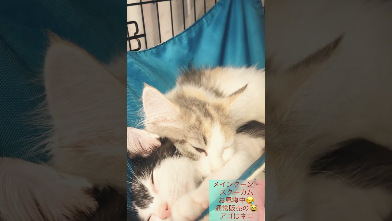 お昼寝〜😪　メインクーン・　スクーカム　通常販売の子猫ちゃんズ　アゴはネコ
