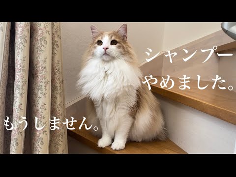 怖い話を聞いたのでシャンプーはもうしないことにしました。【ノルウェージャン】