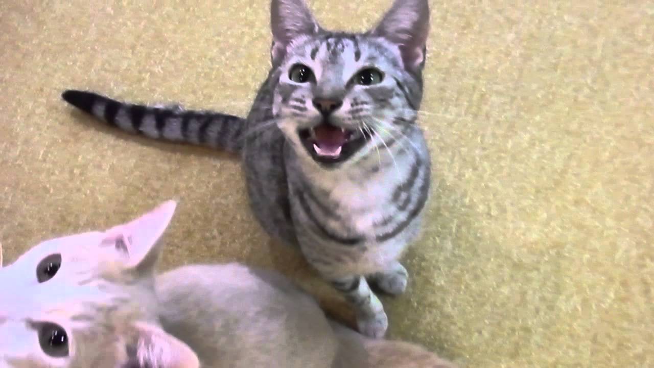 オシキャット潤の「カカカッ」復活!!　あいきゃっと福島店