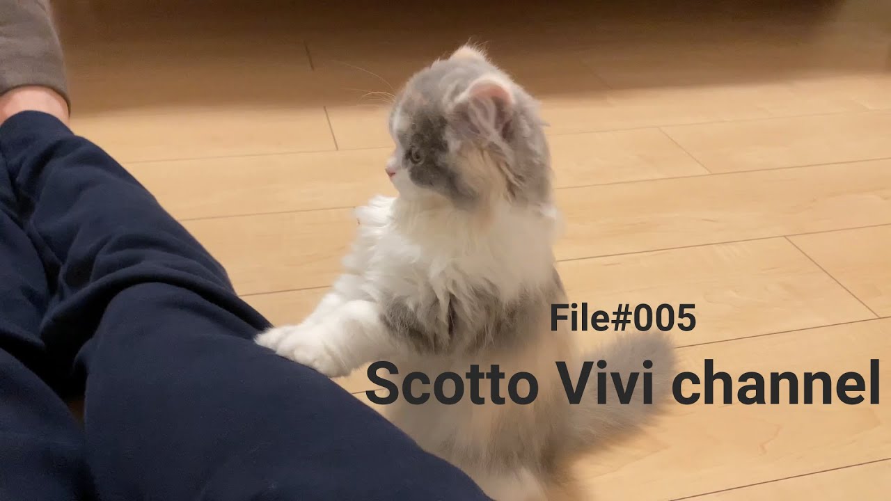File#005～長毛スコティッシュフォールドが飼い主の仕事疲れを癒す～