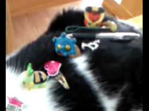 【デブ猫編】　デブ猫の特技