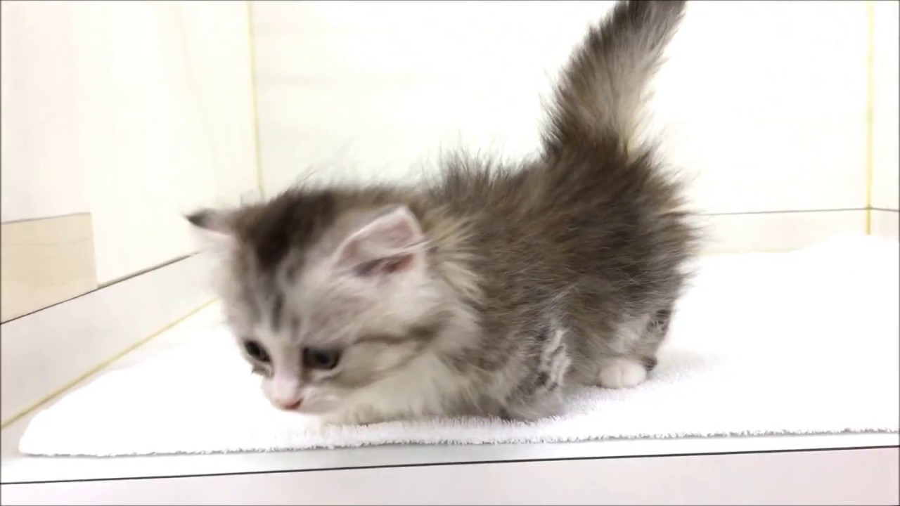 ロングヘアの可愛い「マンチカン」です☆