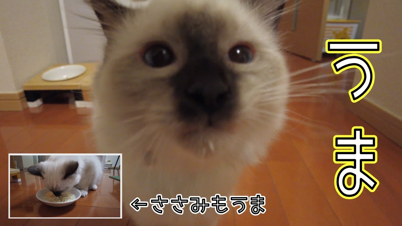 子猫が牛乳とささみでうまする動画【バーマン】