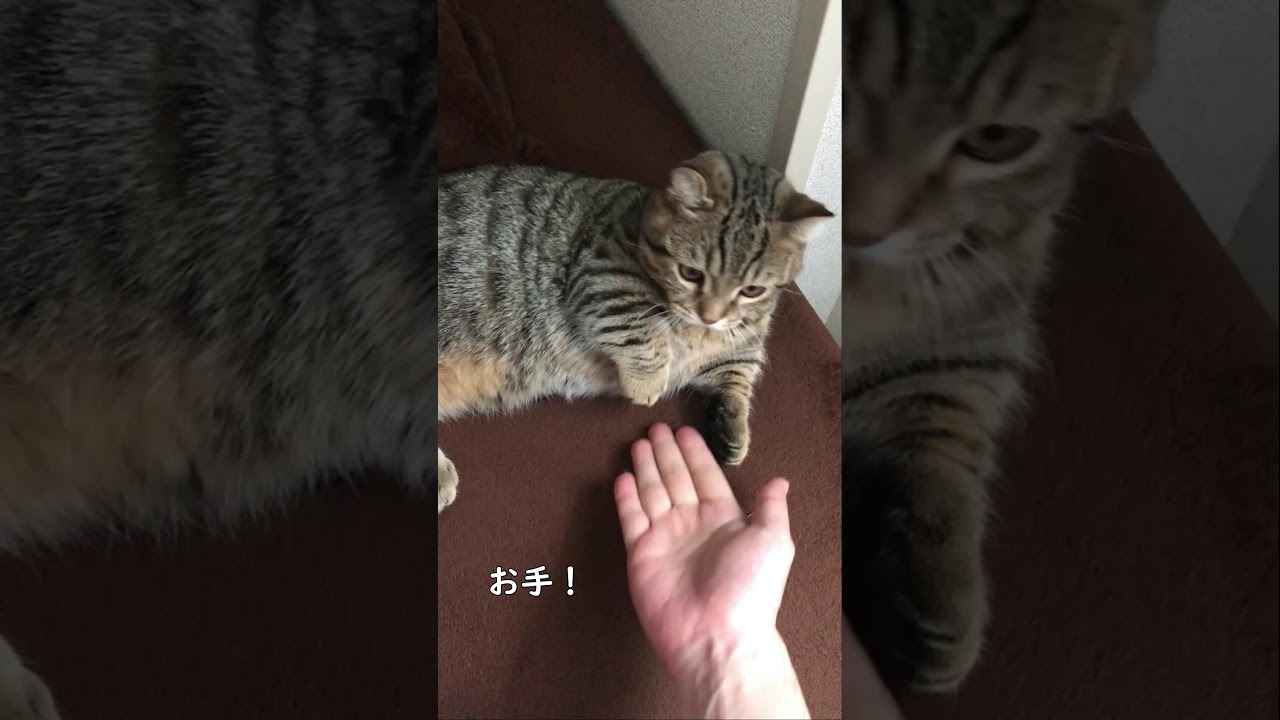 お手をしそうでしないキンカローの子猫がカワイイ　マンチカン×アメリカンカール　#Shorts