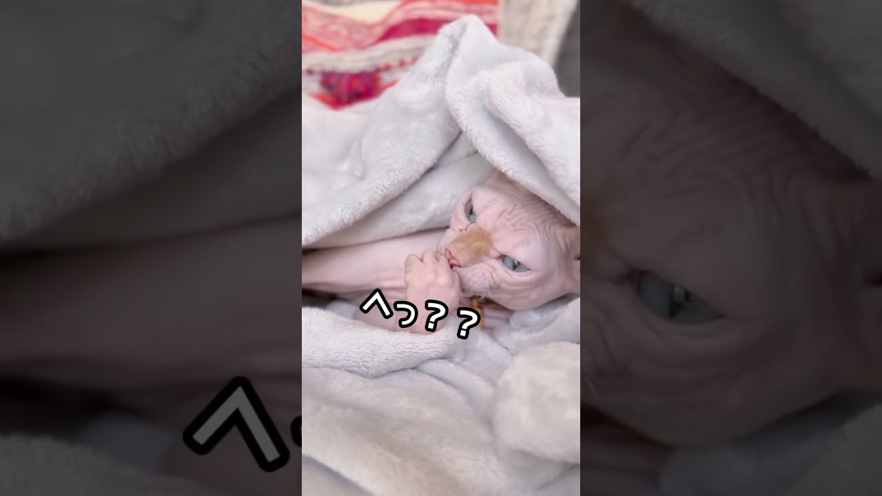 うちのスフィンクス猫ですが何かがおかしいんです... #shorts