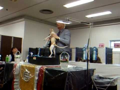 CFA Japan regional cat show, Jan 14-15, 2012