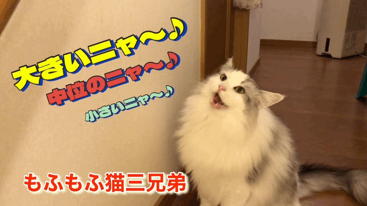 3連続違うトーンで可愛いニャー♪っと鳴くラガマフィン猫、もふもふ猫三兄弟。