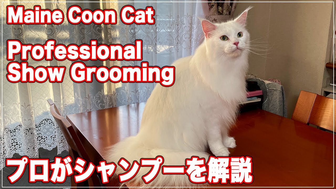 【メインクーン】世界一大きい猫種・メインクーンのシャンプーをプロが解説【Show Grooming】