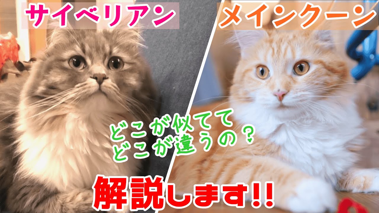 サイベリアンとメインクーンの違いって？解説します！｜Difference between Siberian Cat and Maine Coon【サイベリアンのラフィ#117】