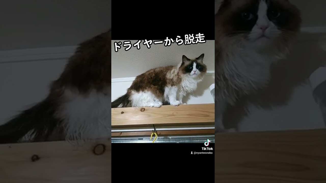 脱走　#猫との生活　#ラグドール　#にゃんつねこ 　　#ねこ#cat