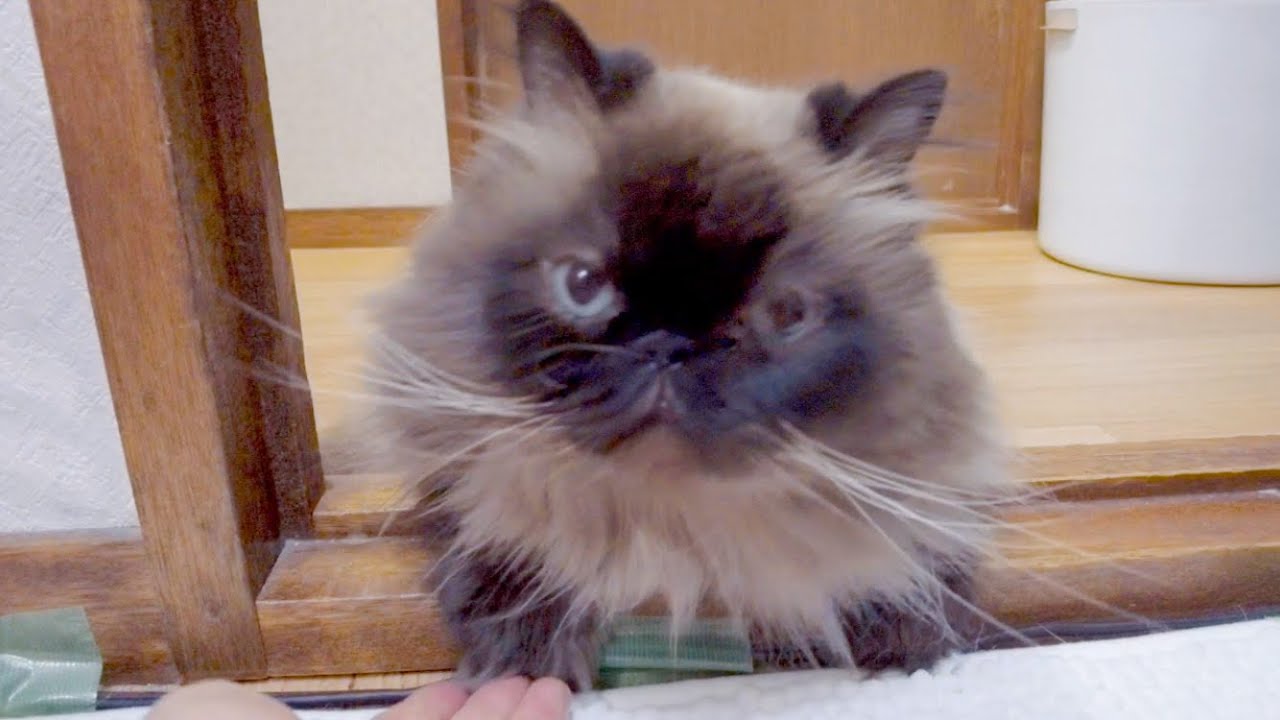 ヒマラヤン猫の鳴き声はこちらです…w