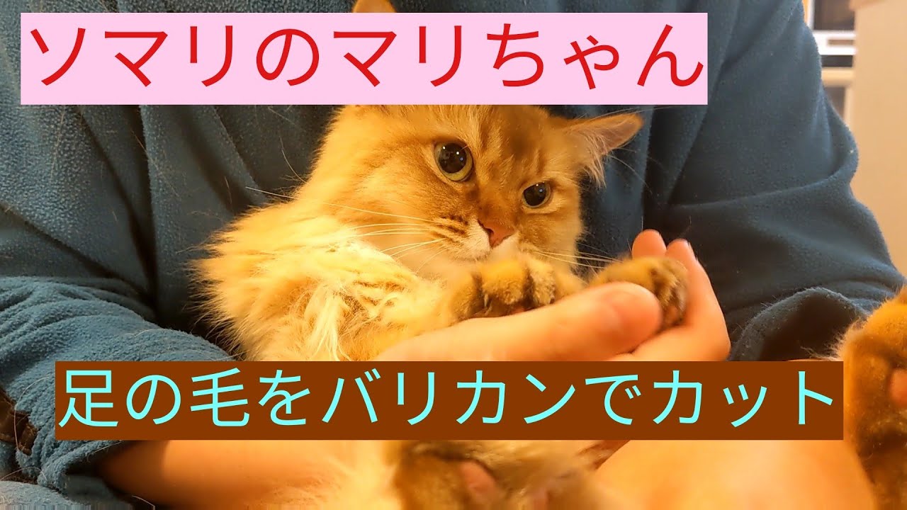 猫動画★ソマリのマリちゃん足の毛をカットしてみる