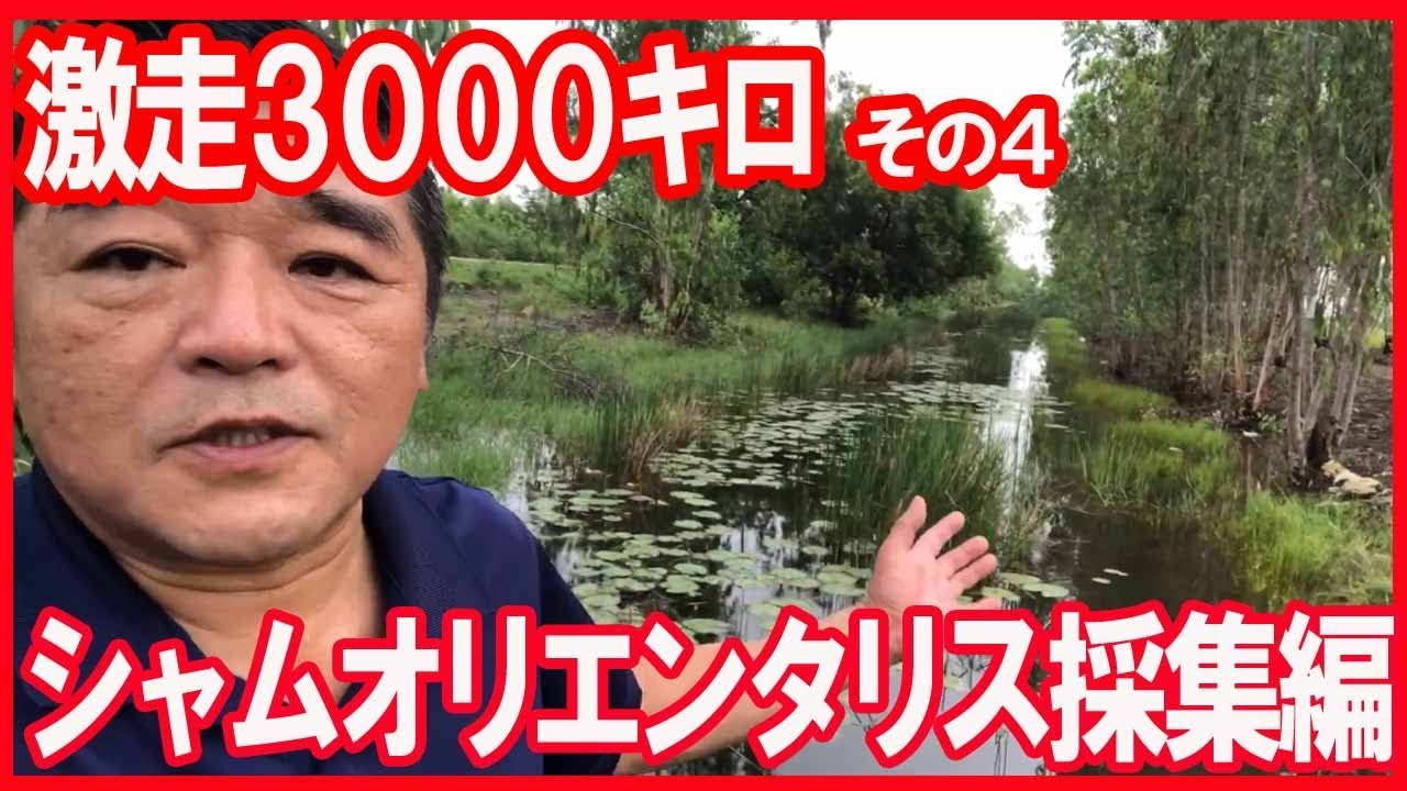 激走3000㌔４　シャムオリエンタリス採集編